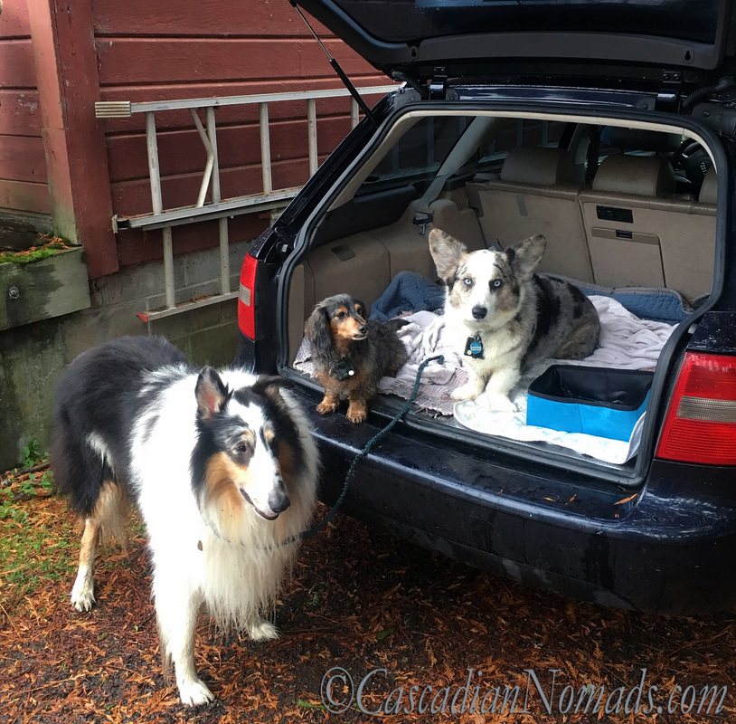 Three traveling dogs in the car: rough collie Huxley, miniature long haired dachshund Wilhelm and cardigan welsh corgi Brychwyn.