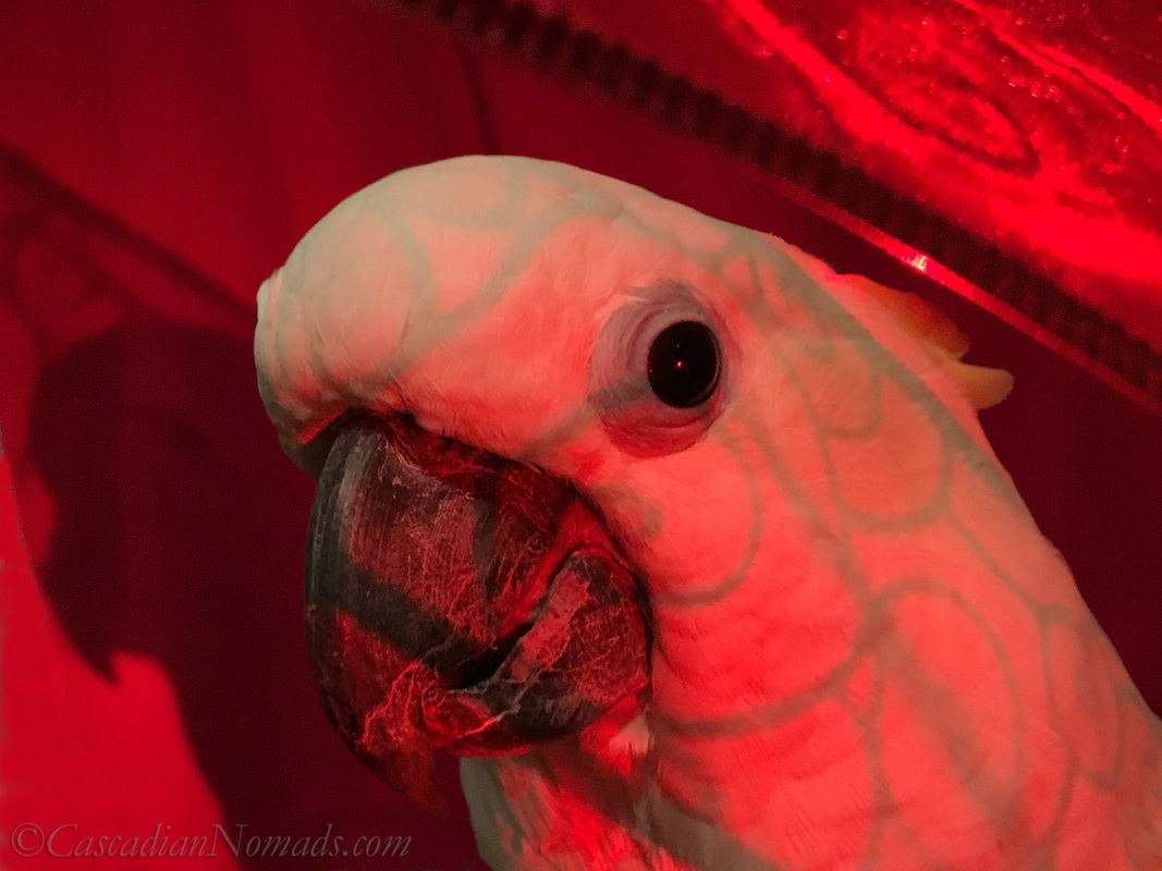 Triton cockatoo Leo hides under a red ribbon during an artistic red themed photo shoot for the Dogwood Photography 52 Week Photo Challenge. #DogwoodWeek3 #Dogwood52