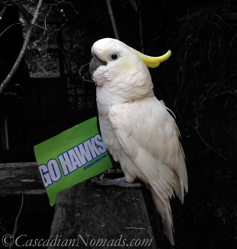 Cockatoo Leo looking at the camera next to his colorsplshed Go Hawks sign