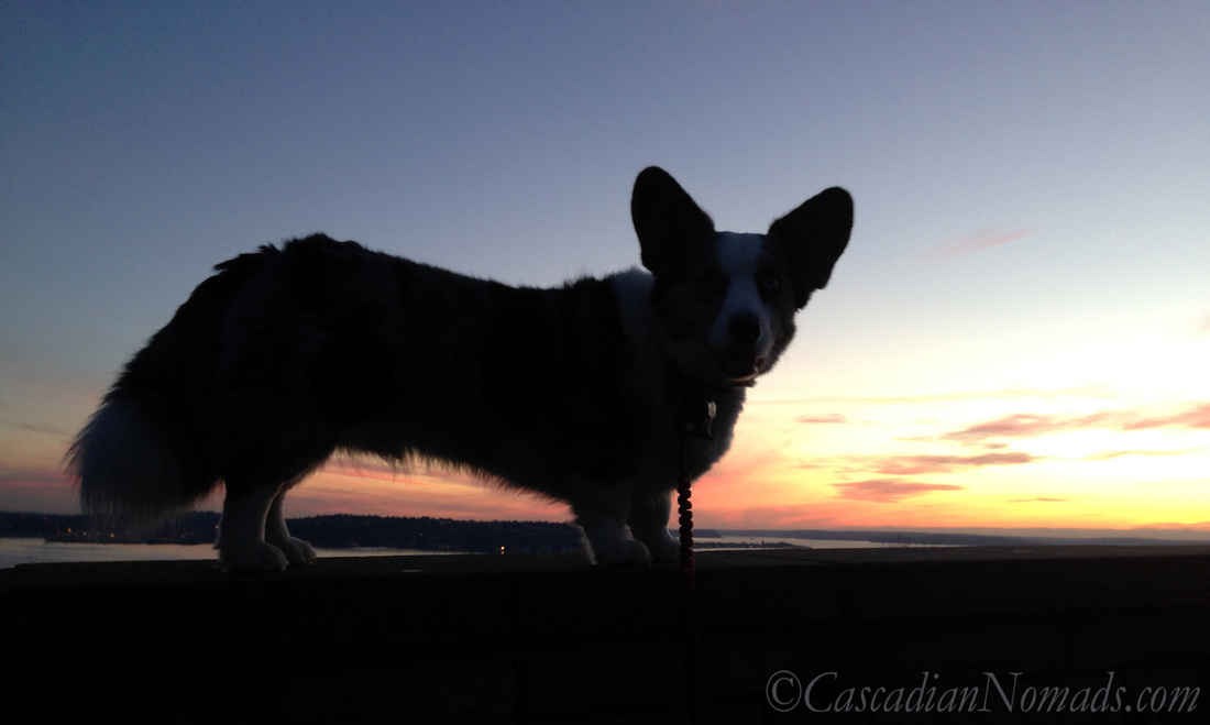 Blue merle cardigan welsh corgi Brychwyn and a late January sunset over Puget Sound