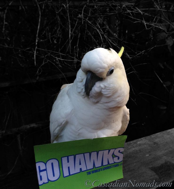 Cockatoo Leo looking down at his colorsplshed Go Hawks sign