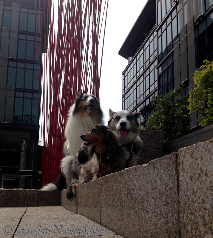 Looking up at Rough collie Huxley, Cardigan Welsh Corgi Brychwyn and miniature dachshund Wilhelm with Red Stix by Konstantin Dimopoulos at Home Plate Center, Seattle, Washington, Cascadia