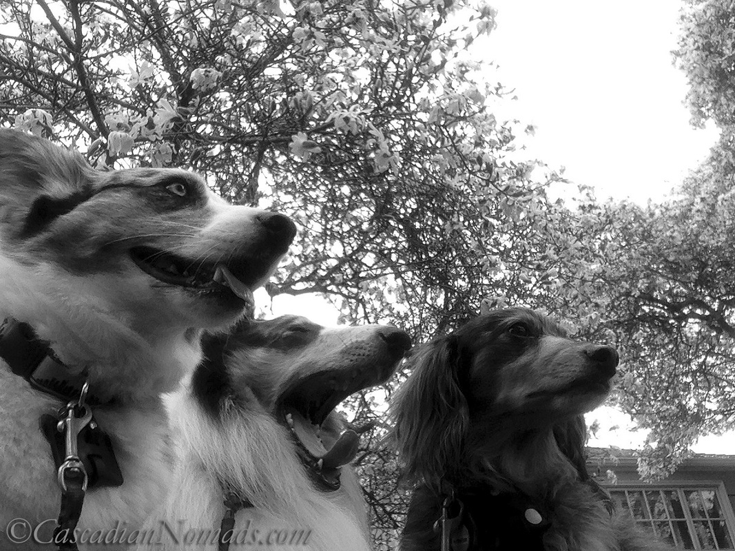 Silly black and white photograph of three dogs, Cardigan Welsh corgi Brychwyn, yawning rough collie Huxley, miniature dachshund Wilhelm, under a star magnolia tree