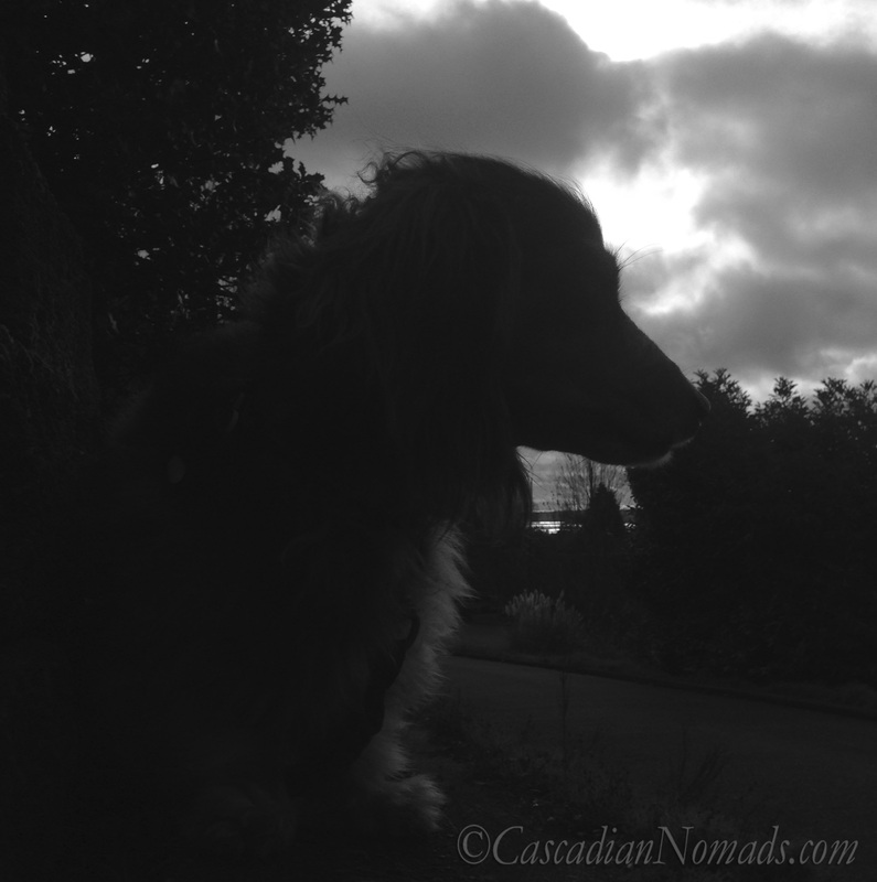 Black & white silhouette photograph of miniature dachshund Wilhelm's head in the clouds