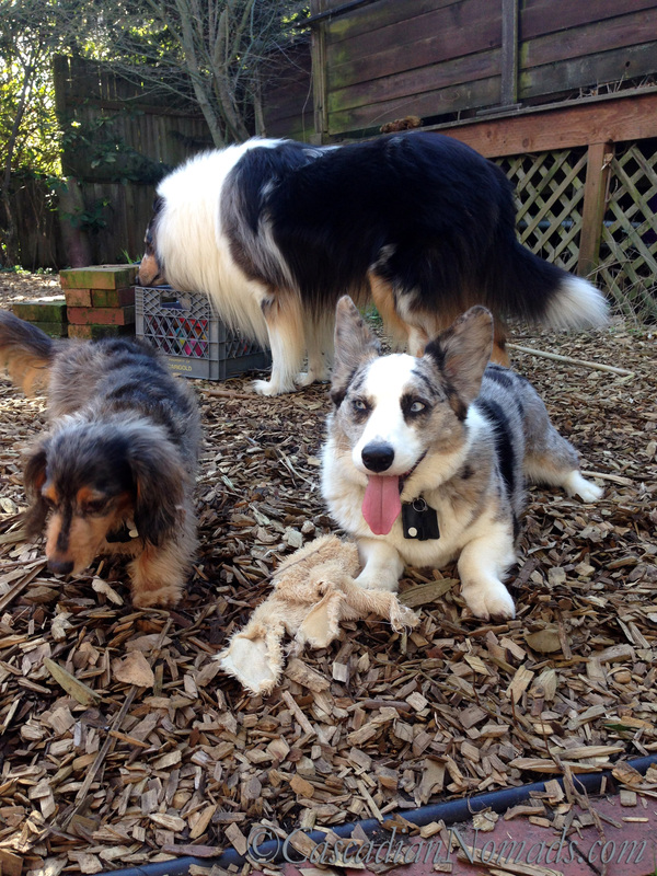 Mischief outside: a dachshund, a collie, a corgi and a furry toy outside, no furry toys are allowed outside.