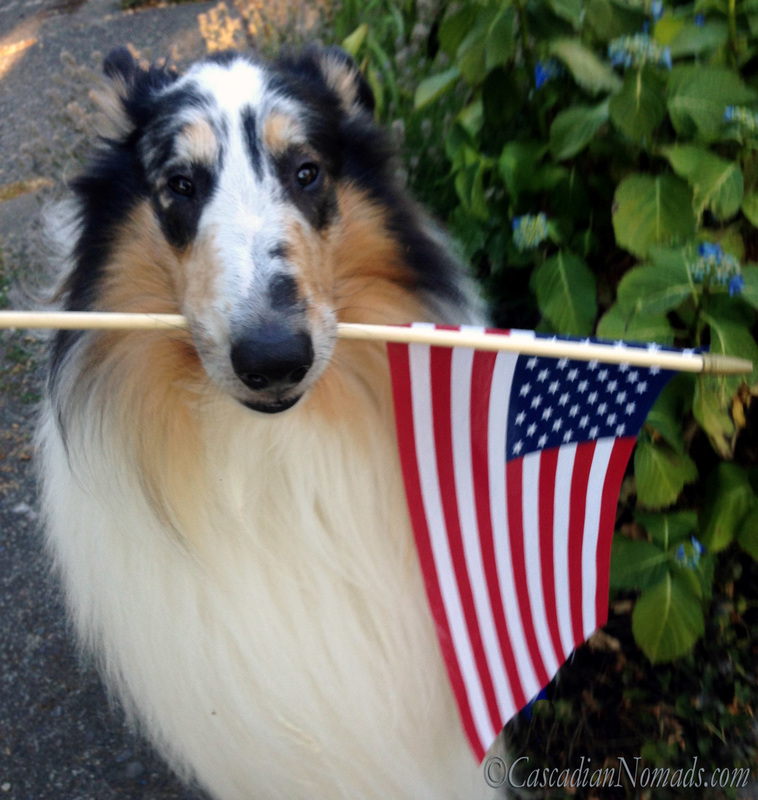 Patriotic rough collie Huxley holds a small American flag