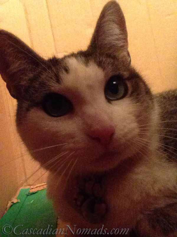 Amelia, cat selfie from inside a cardboard box