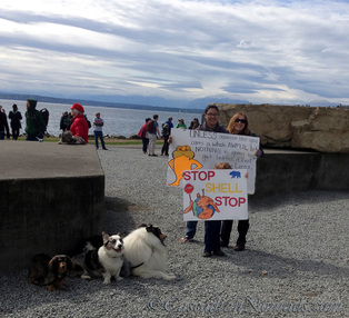 Dachshund Wilhelm, corgi Brychwyn and rough collie Huxley with two rally signs at Myrtle Edwards Park on April 26th, 2015.
