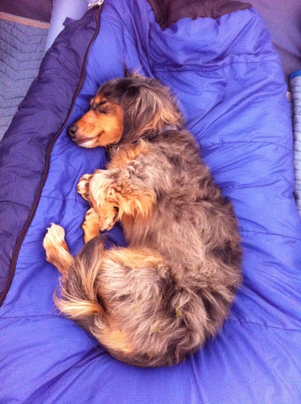 Miniature long haired dachshund Wilhelm naps on a sleeping bag in a tent during a pet friendly camping trip