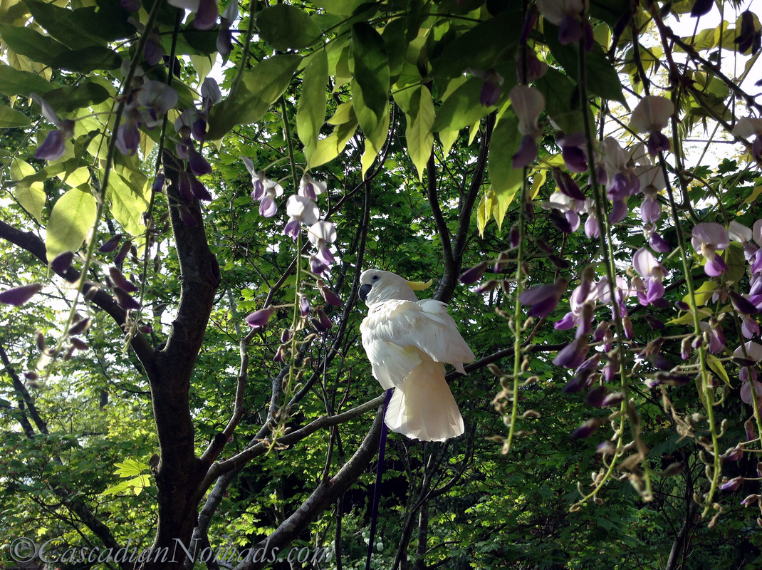 Triton Cockatoo Leo rests in a vine maple near a wisteria while wearing his flight harness after an urban hike through West Seattle.