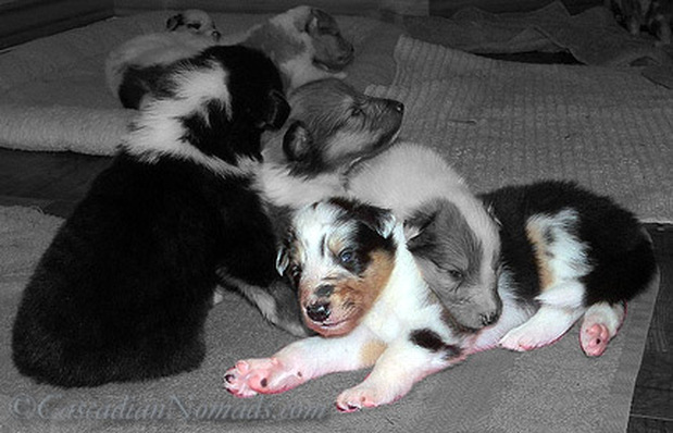 A Photograph of Romany Collie's 'D' Litter in Black and White except for one harlequin blue merle who became 