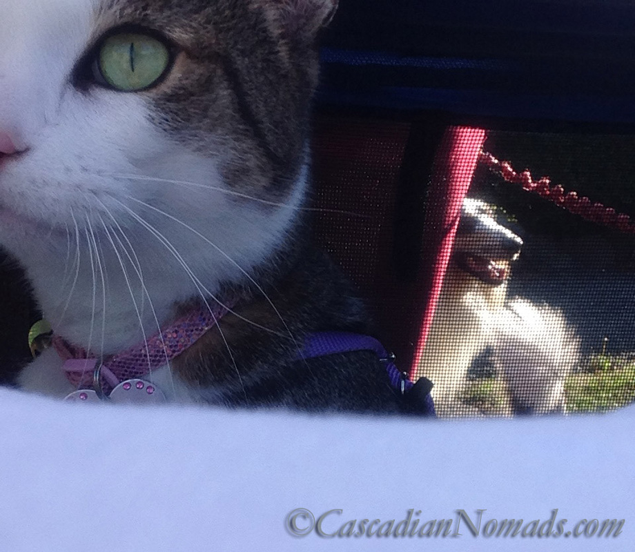 Cat Selfie: Amelai In The Box (otherwise known as her stroller) with a rough collie dog through the window