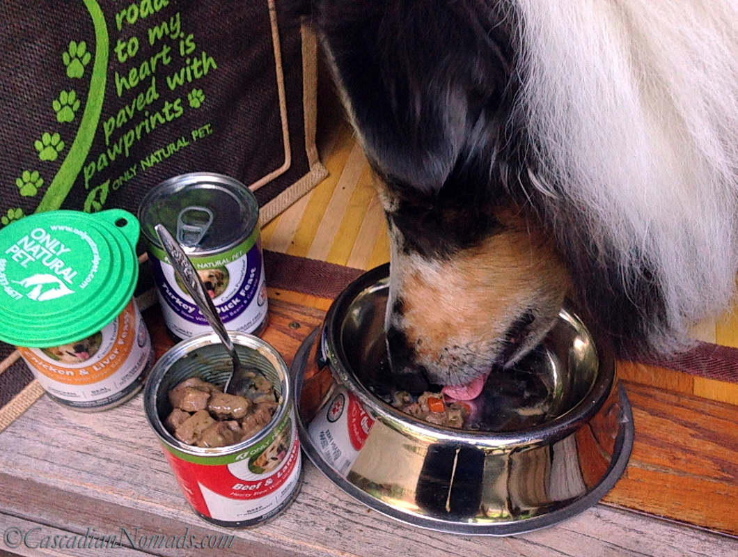 Rough Collie Huxley going #PawNatural with Beef & Lamb PowerStew from Only Natural Pet 