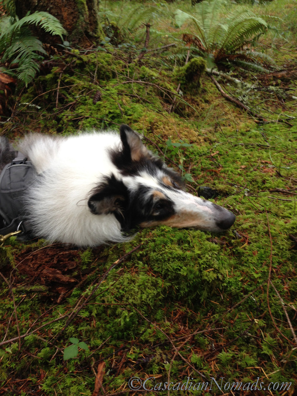 If organic is better for humans, is it also healthier for pets? Rough collie dogs mossy chin rest #OrganicPet