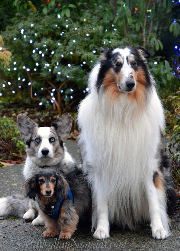 Dogs, Bokeh and Holiday Cheer: Three dogs, Cardigan Welsh Corgi Brychwyn, miniature long haired dachshund Wilhelm and rough collie Huxley, pose for a holiday light display photo