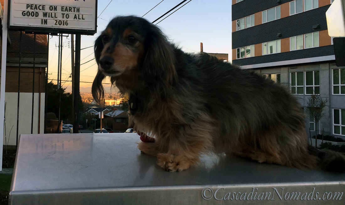 Black & tan dapple miniature long haired dachshund dog Wilhelm with a 