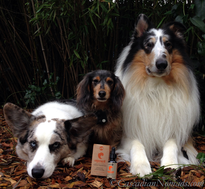 Rejuvenation For Three Different Dogs In One Little Bottle of Rejeneril - corgi, dachshund and collie dogs review the benefits of an amazing pet supplement