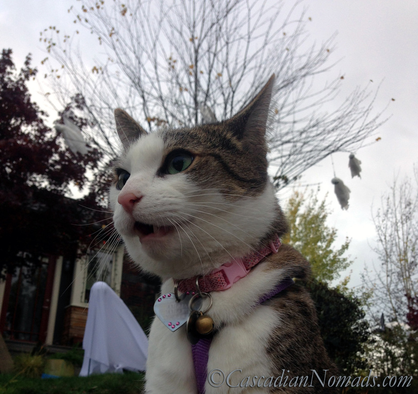 Ghostly Cat Selfie: Be Very Afraid