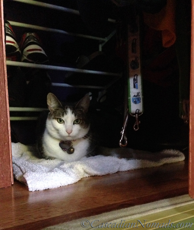 Cat Amelia's hiding place.