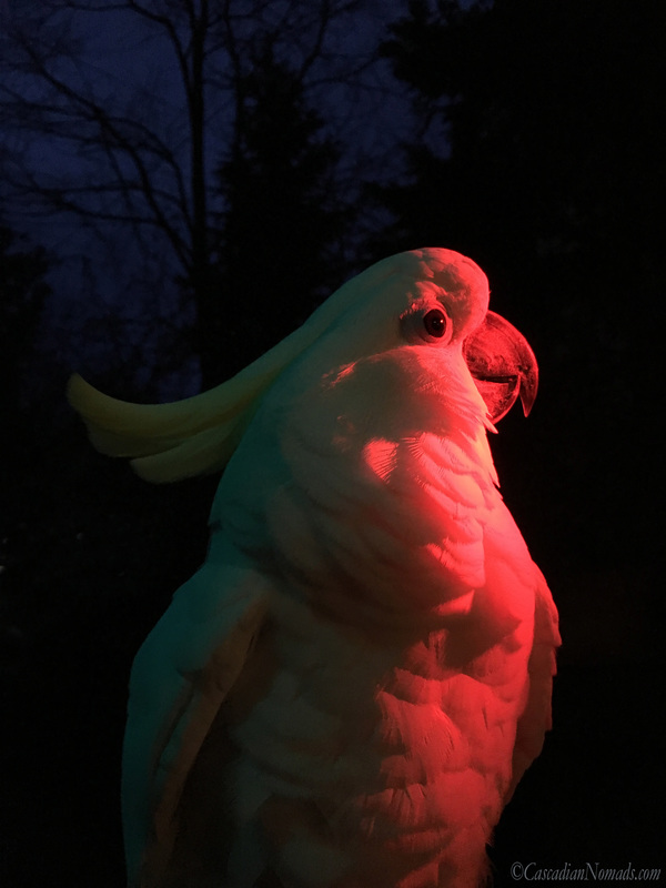 Trtion cockatoo Leo gazes into a red light for an artistic red themed photo. #Dogwood52 #DogwoodWeek3
