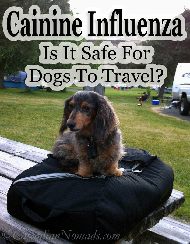 Canine Influenza: It is safe for dogs to travel? Black and tan dapple miniature ;ong haired dachshund dog has packed his bags.