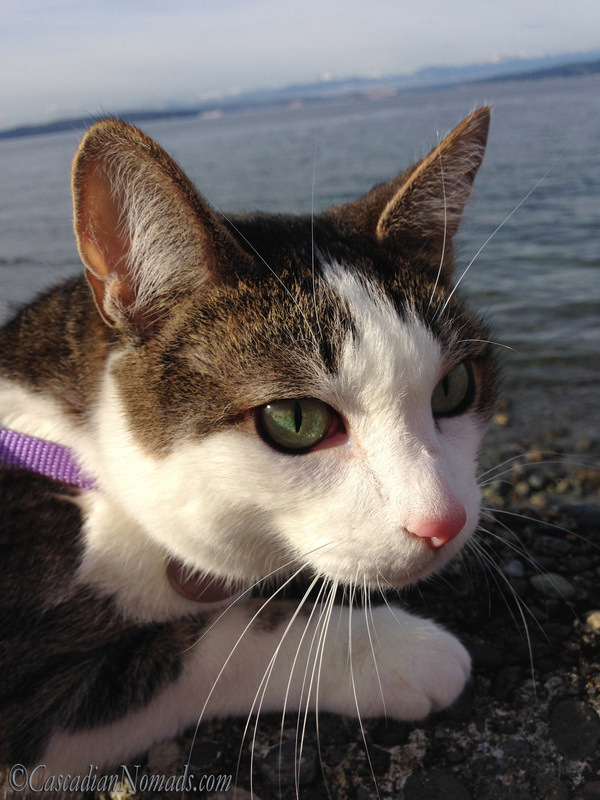 Cat Amelia perches on a seawall above the Puget Sound shore. 