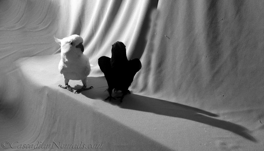 Black & White Sunday photos of cockatoo Leo and his new 