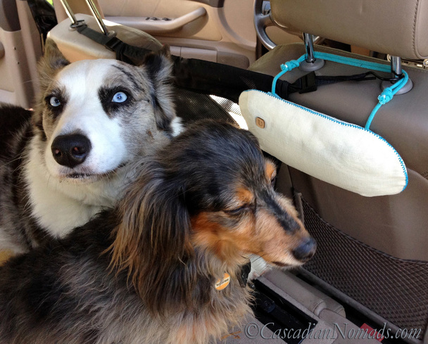 Pet friendly Road Trip Ready: Dogs and A PURGGO Car Air Eco-Purifier Natural Air Freshener 