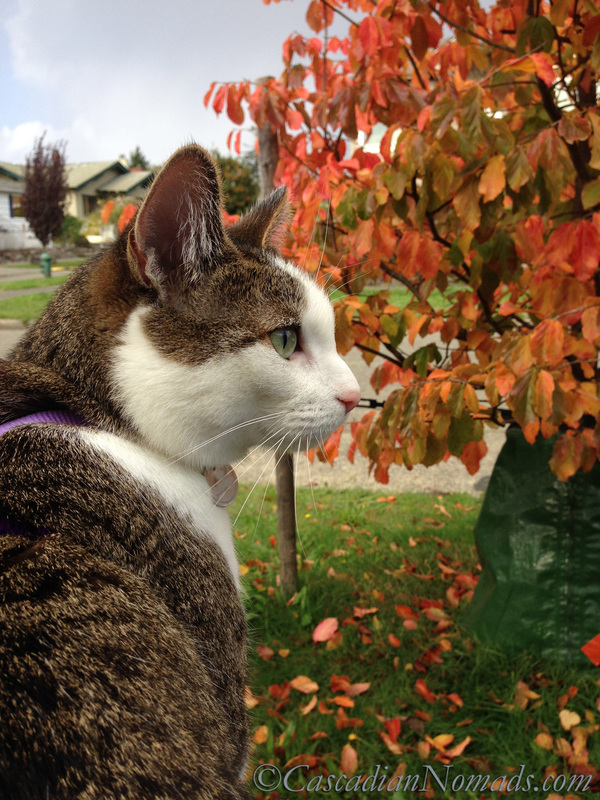 Cat Amelia on an autumn outing amongst gorgeous fall leaves