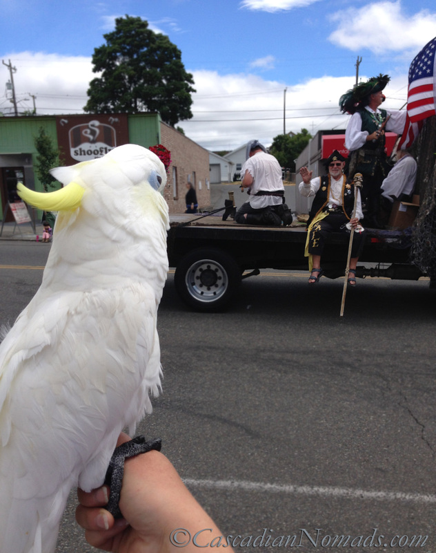 The West Seattle Hi-Yu Parade: Cascadian Nomads cockatoo, Leo, and a few Seafair Pirates