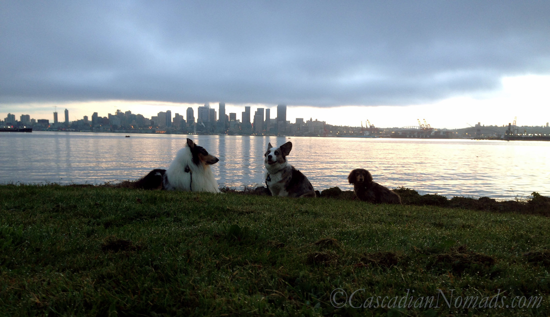 Three dogs, rough collie Huxley, cardigan welsh corgi Brychwyn and miniature dachshund Wilhelm, pre-dawn in West Seattle.