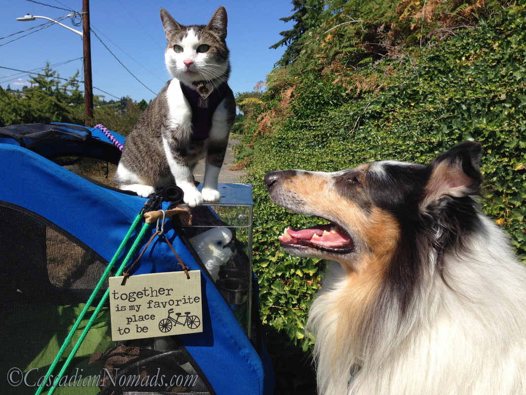 Adventure cat Amelia, traveling Triton cockatoo Leo and loving rough collie Huxley posing with and demonstrating the meaning of the 