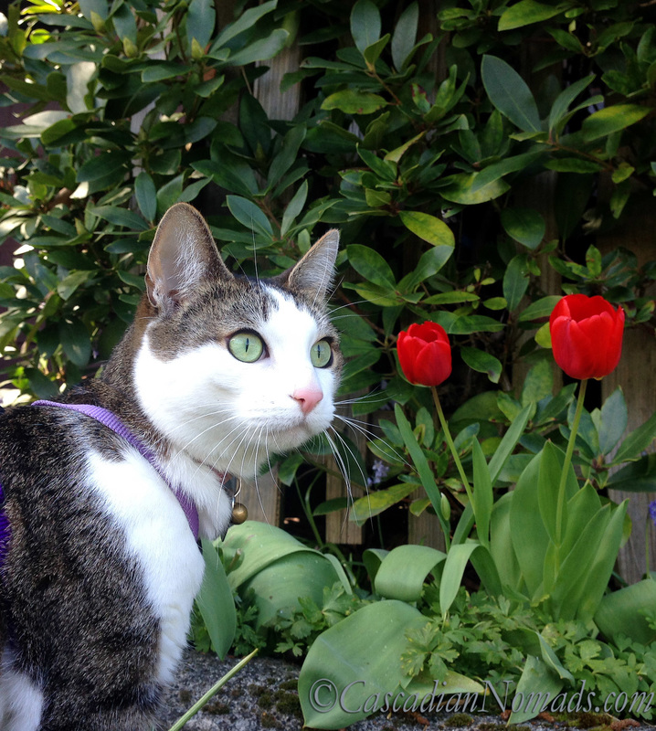 Adventure cat Amelia poses for a photo with red tulips
