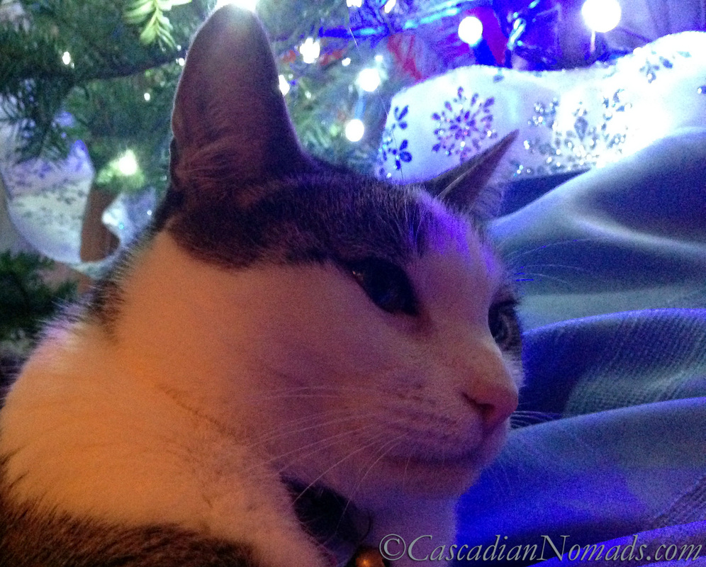 Cat Selfie of Amelia with snowflakes under the tree