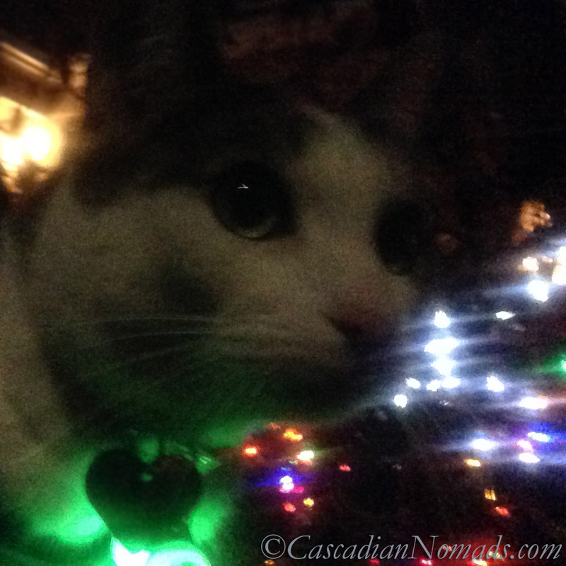 Cat Amelia's green eyes match her safety light and the holiday light display
