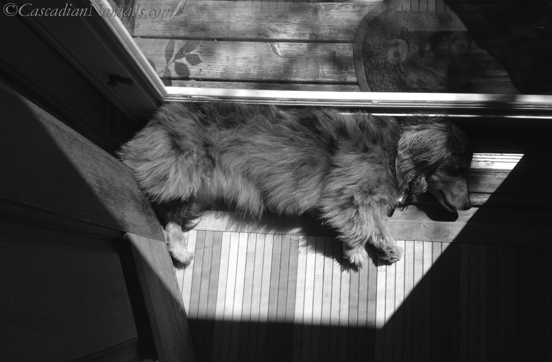Miniature Long Haired Dachshund, Wilhelm, Basking In a Sun Puddle (Beautiful Black & White Photography from Cascadian Nomads)