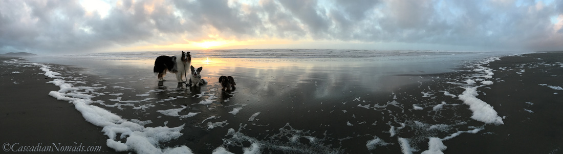 A beautiful Pacific Ocean sunset with three adventurous Pacific Northwest dogs, Cardigan Welsh corgi, Brychwyn, miniature long haired dachshund, Wilhelm, and rough collie dog, Huxley. #DogwoodWeek8 #Dogwood52