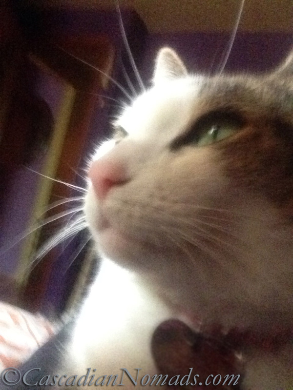 Indifferent Cat Selfie