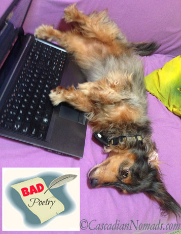 Weiner Dog with a blog: Black and tan dapple miniature dachshund Wilhelm celebrates Bad Poetry Day