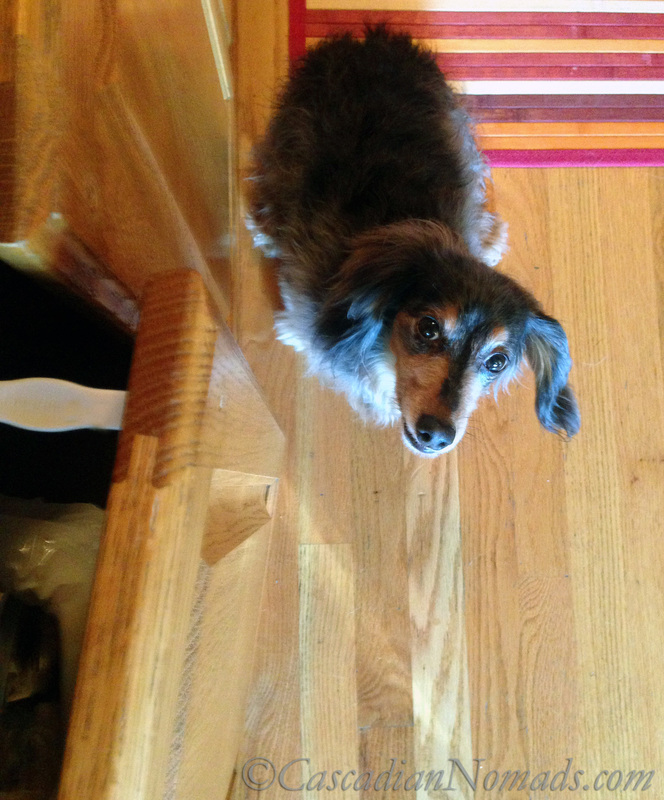 If Pets Had Thumbs Day: Minature dachshund Wilhelm stares up at the trash cupboard latch his thumbless existance prevents him from opening.