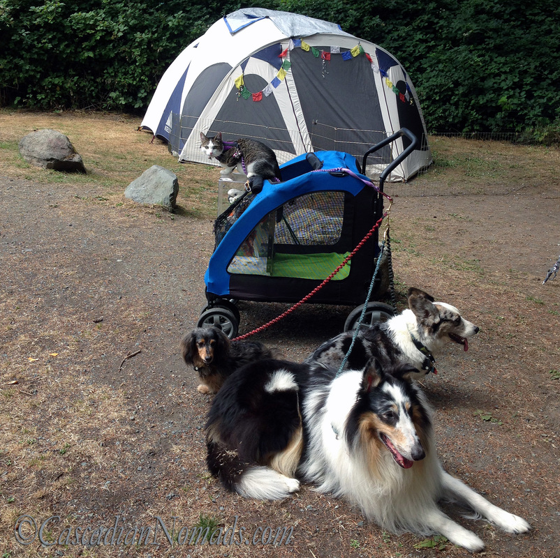 The five traveling pets of the Cascadian Nomads, cat Amelia, cockatoo Leo, dachshund Wilhelm, corgi Brychwyn, rough collie Huxley, and their old tent.
