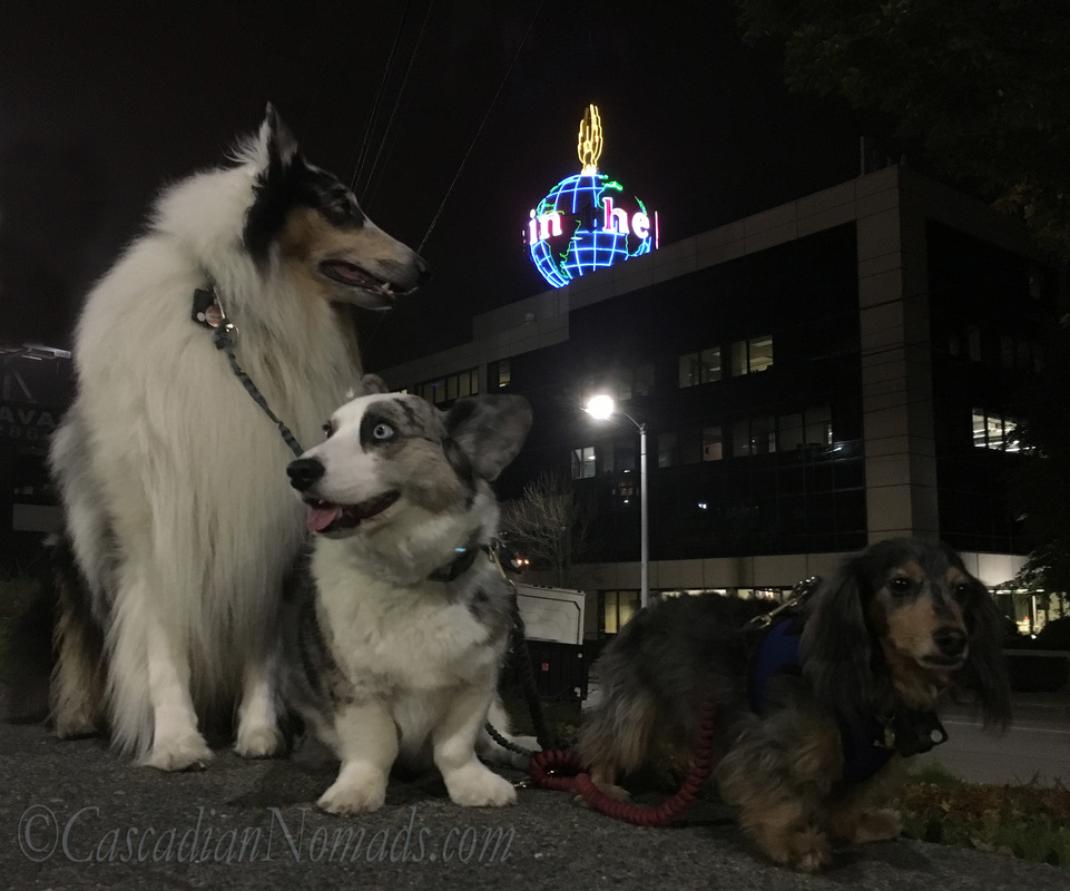 Rough collie dog Huxley, Cardigan Welsh Corgi dog Brychwyn and miniature dachshund dog Wilhelm pose with the historic neon lit 