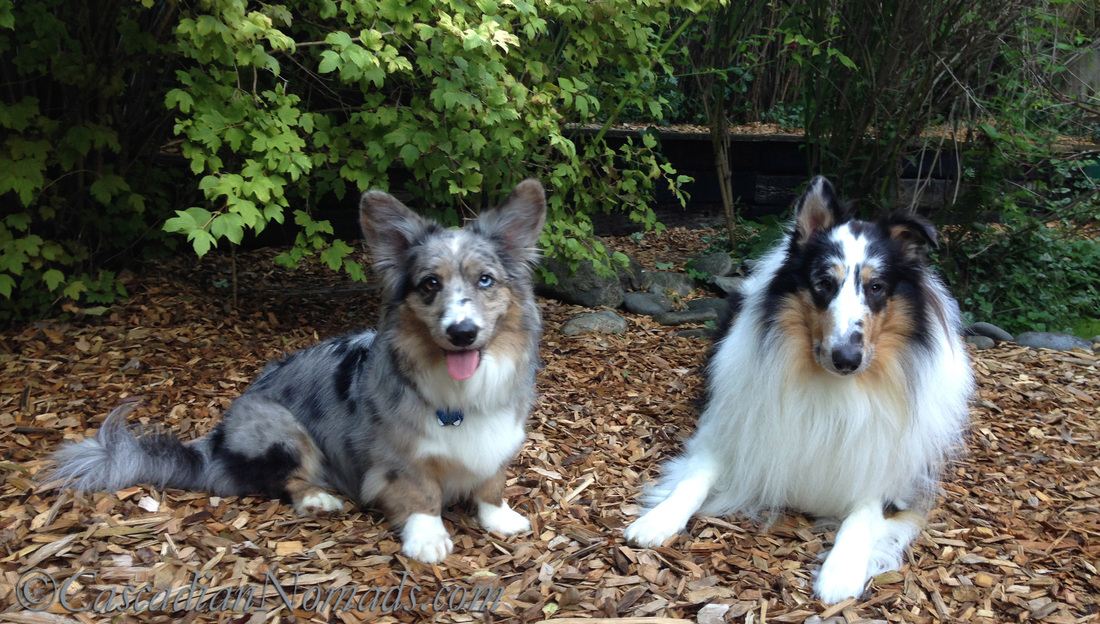 Mischief? Only is adorableness is naughty: blue merle cardigan Welsh corgi and harlequin blue merle rough collie.