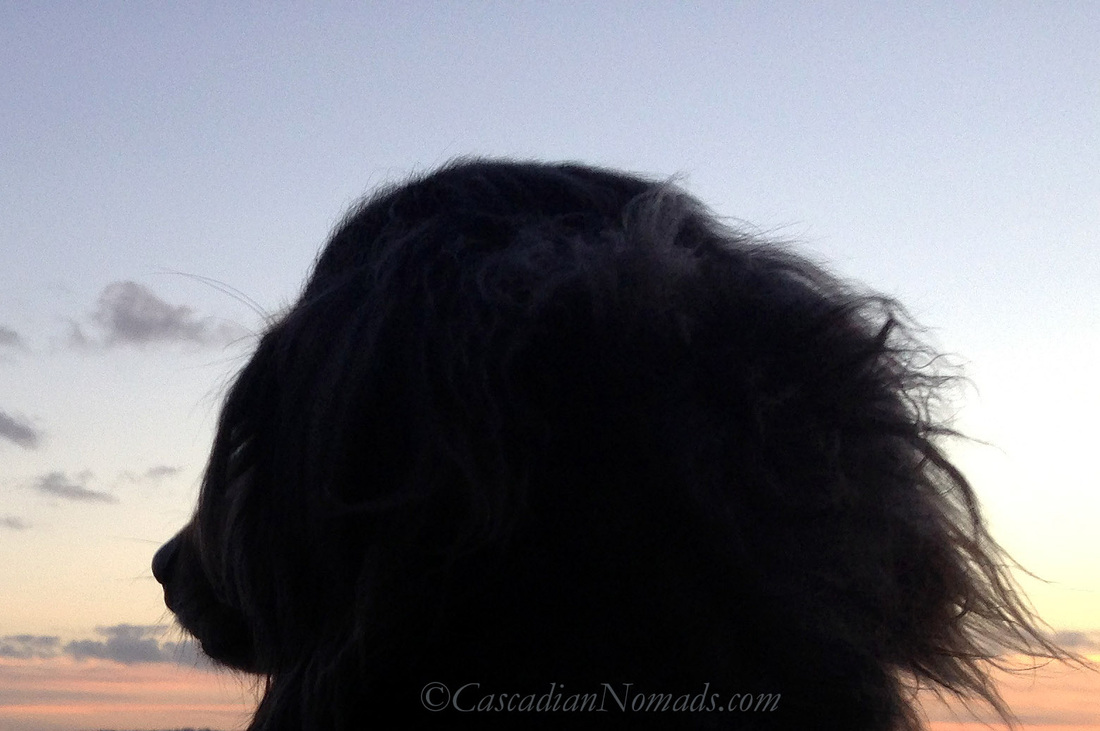 O Beautiful For Spacious Skies: Dachshund Dog Wilhelm Pictured Gazing at The Sunset
