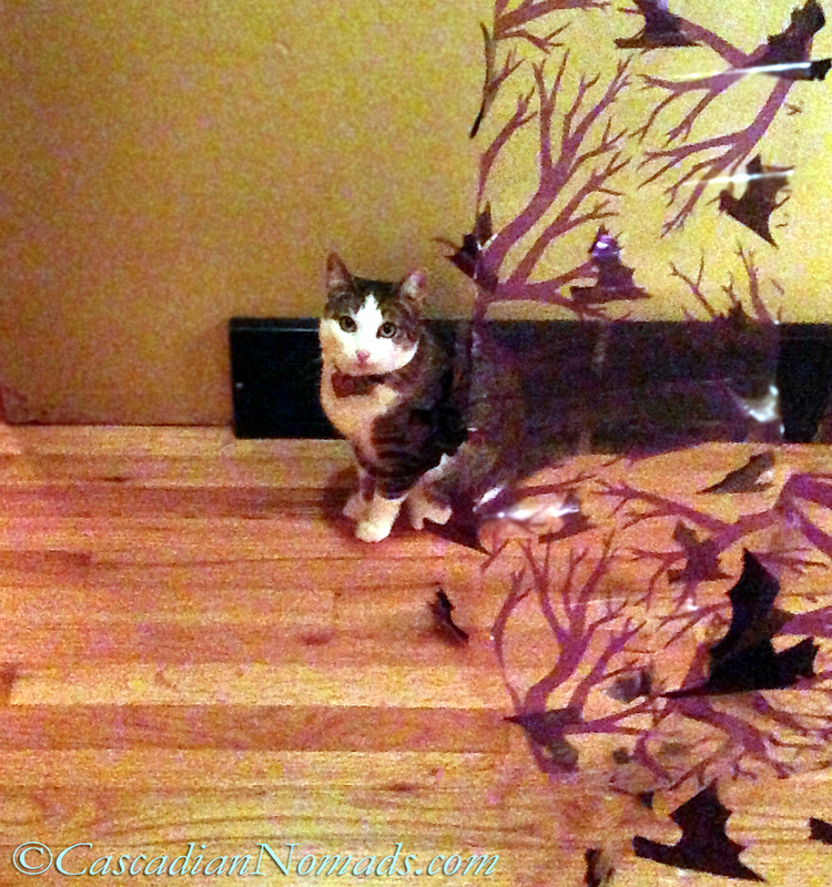 Cat Amelia sits under a Halloween bat banner