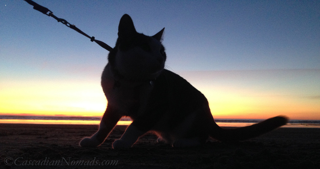 Cascadian Nomads feline silouetted against the sunset, Long Beach, Washington: traveling cat Amelia