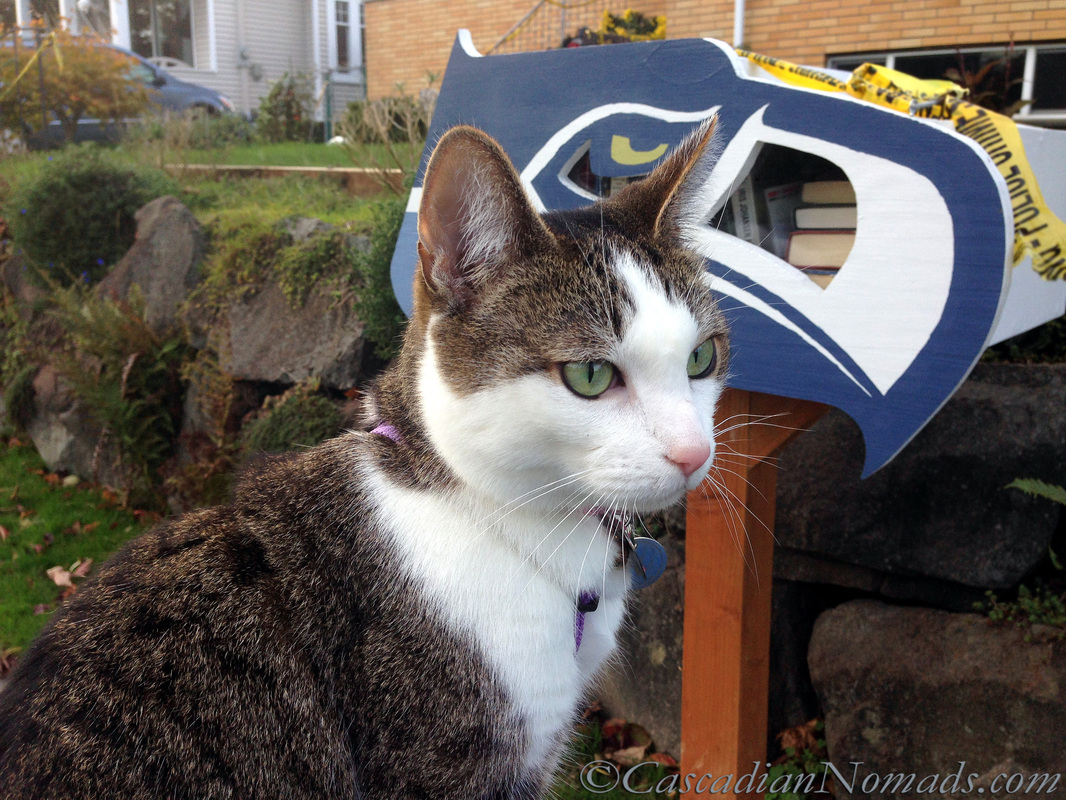Cat Amelia's selfie looking the same way of the Seattle Seahwaks logo on a neighborhood Little Free Library