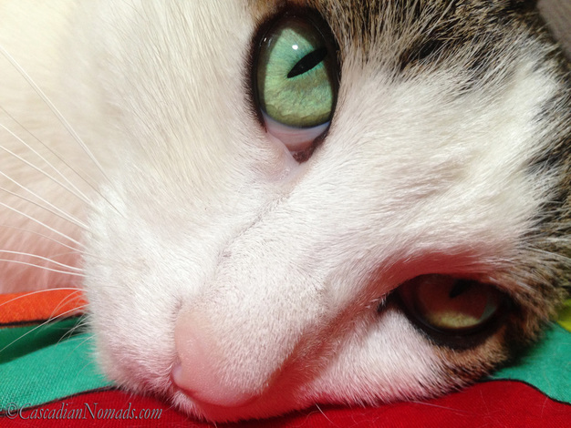 Beautiful cat Amelia's close up selfie photo featuring her gorgeous green iris