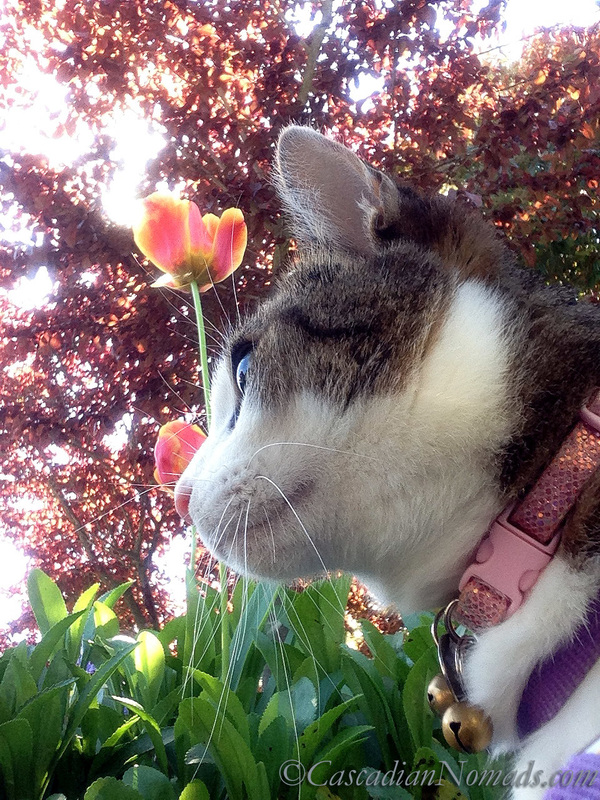 Adventure cat Amelia poses for a photo with a striped tulip backlit by the springtime Seattle sunshine