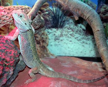 A happy, healthy bearded dragon reptile pet #ReptileCare